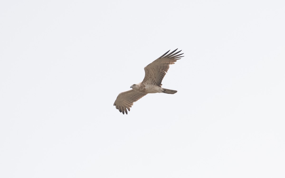 Short-toed Snake-Eagle - ML621195896