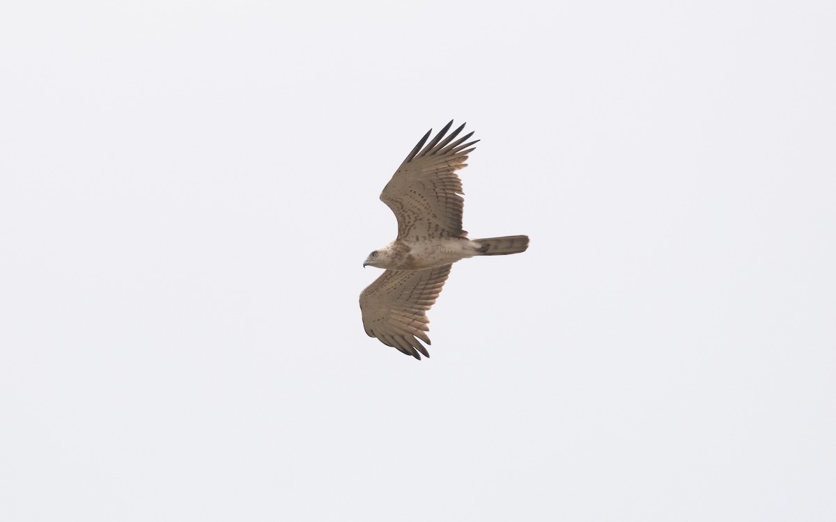 Short-toed Snake-Eagle - ML621195897