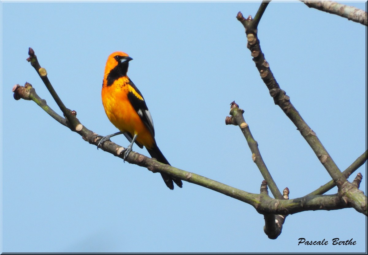Spot-breasted Oriole - ML621195909