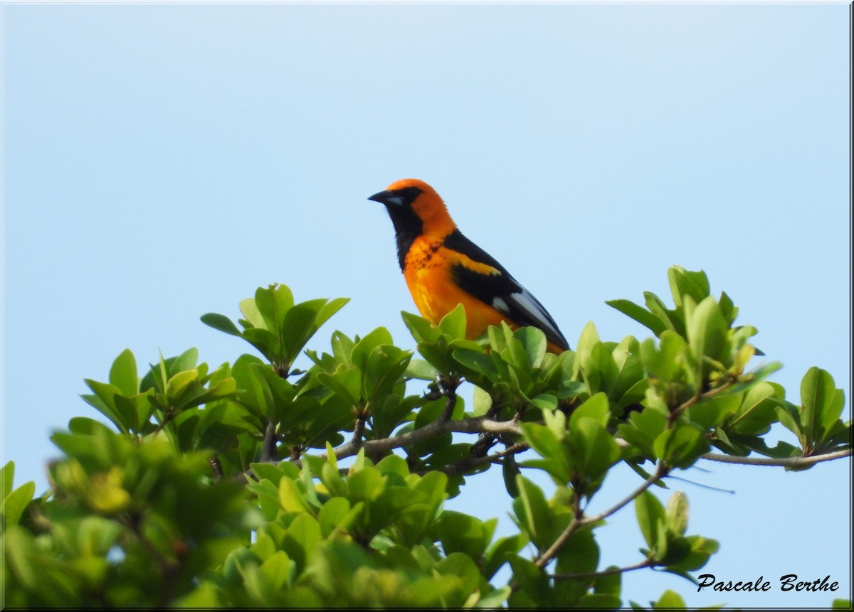 Spot-breasted Oriole - ML621195910