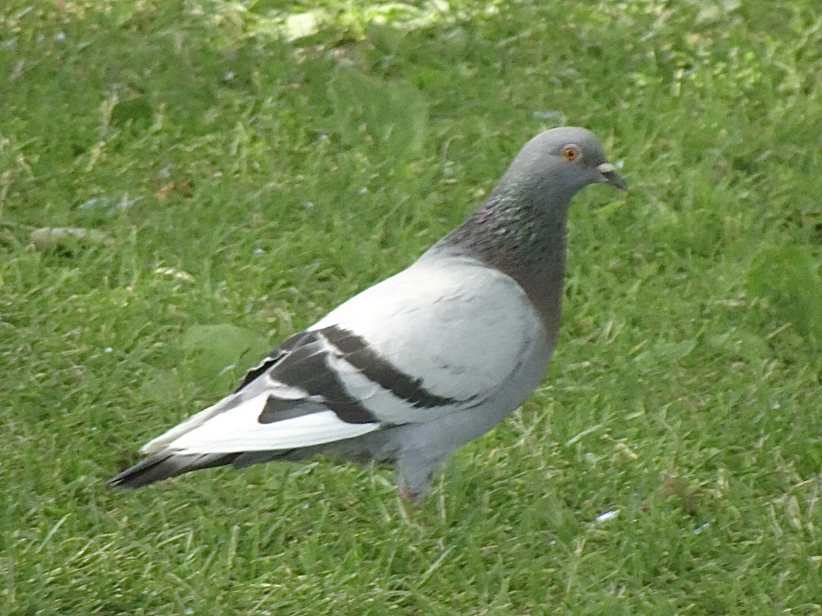 Common Wood-Pigeon - ML621195916
