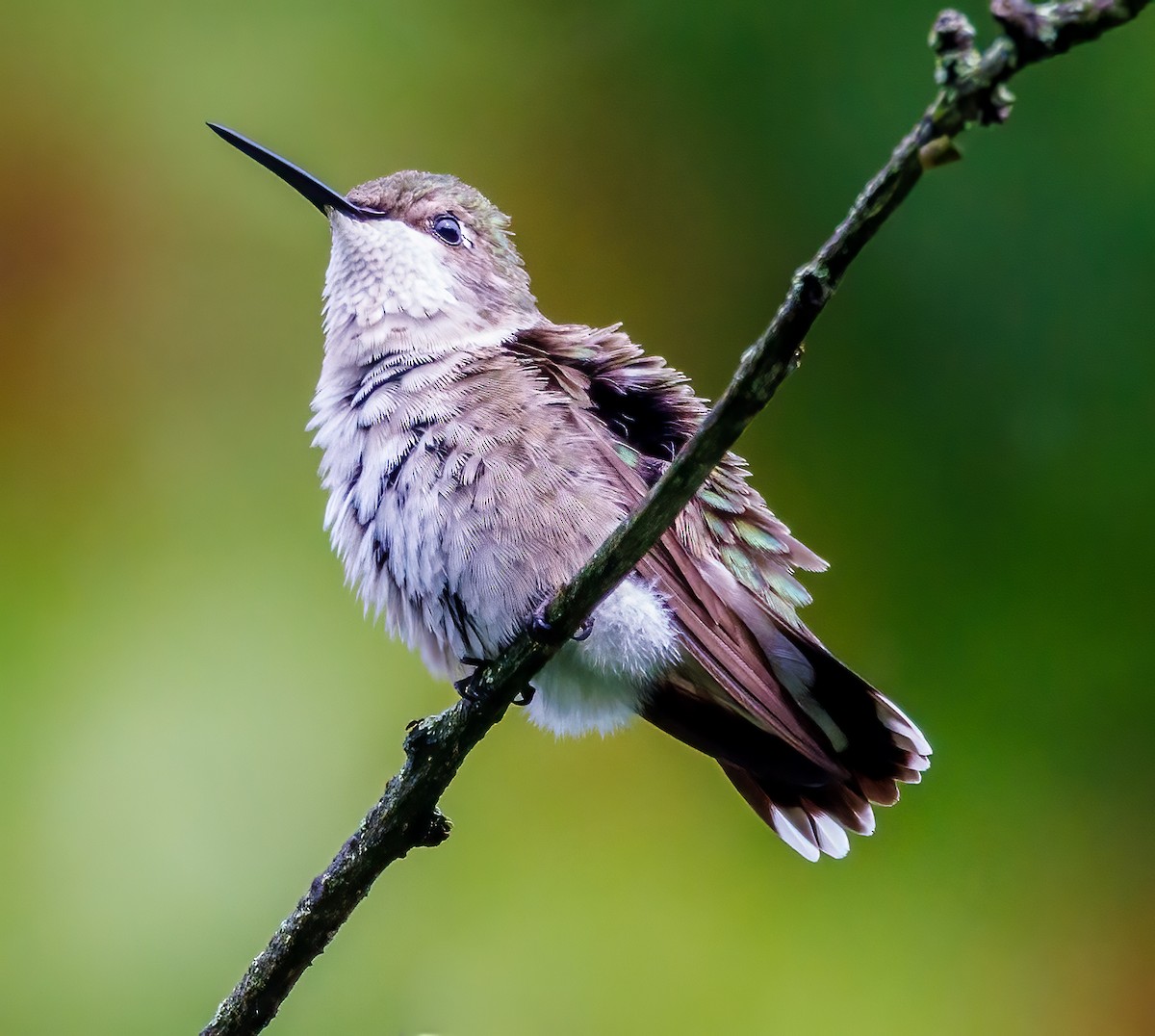 Ruby-throated Hummingbird - ML621195918