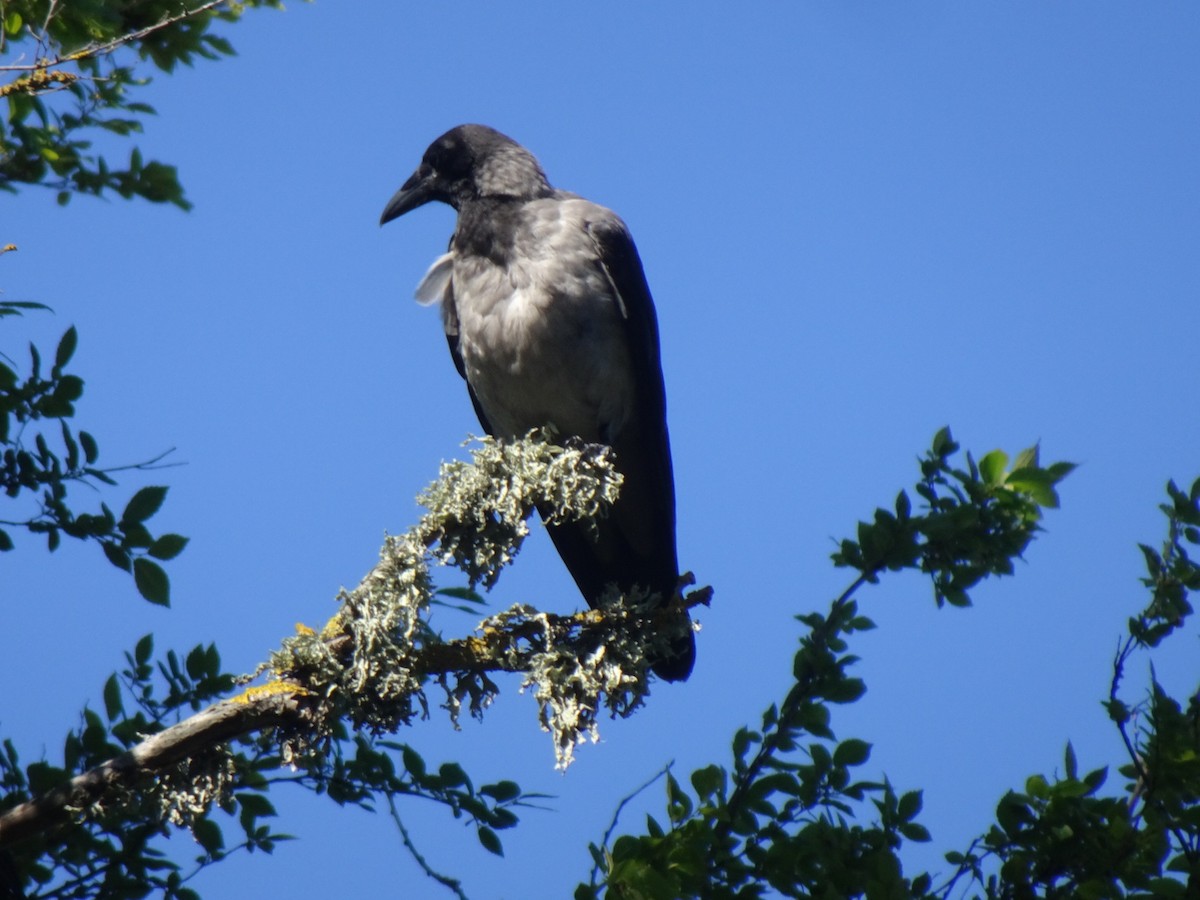 Hooded Crow - ML621195922
