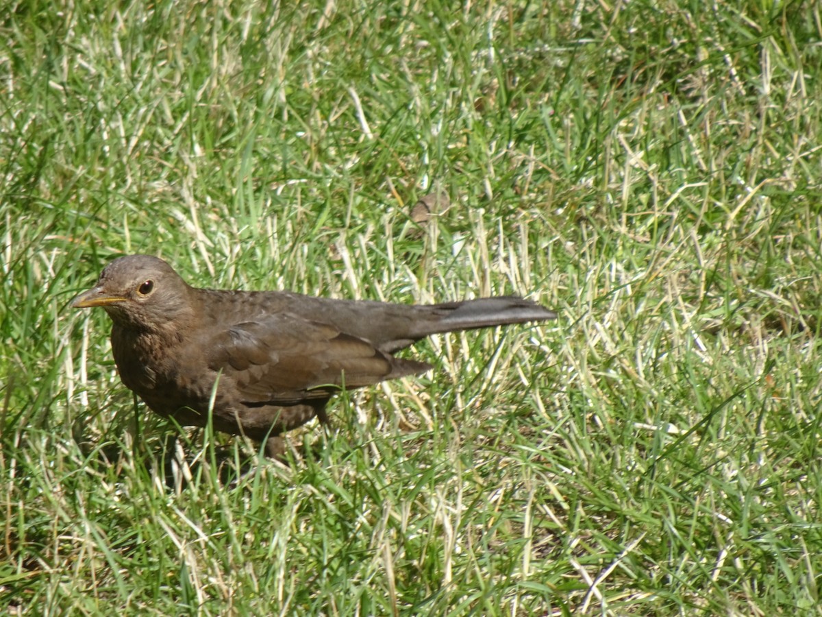 Eurasian Blackbird - ML621195927
