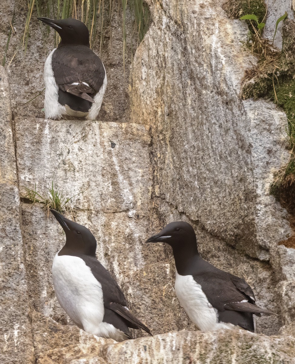 Thick-billed Murre - ML621195934