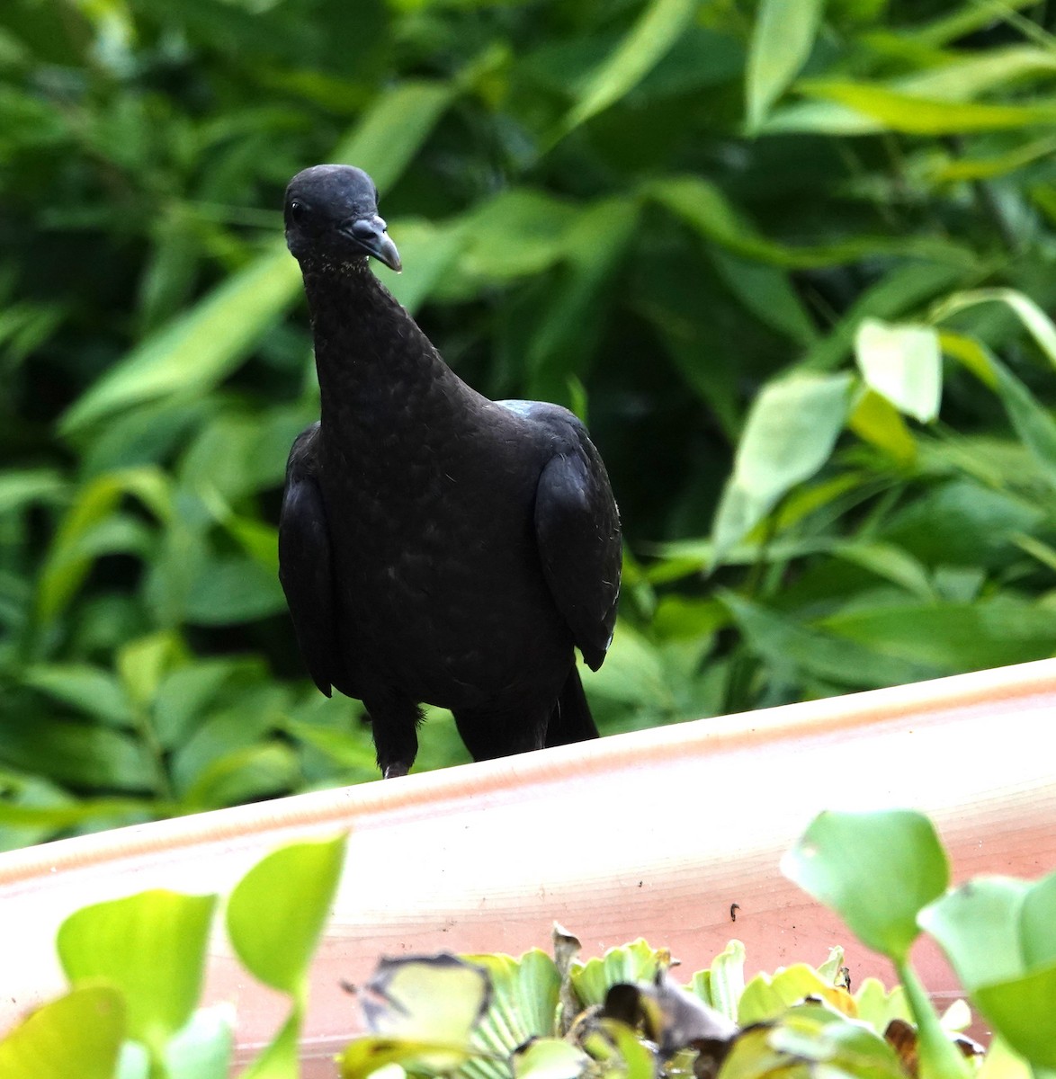 Black Wood-Pigeon - ML621195938