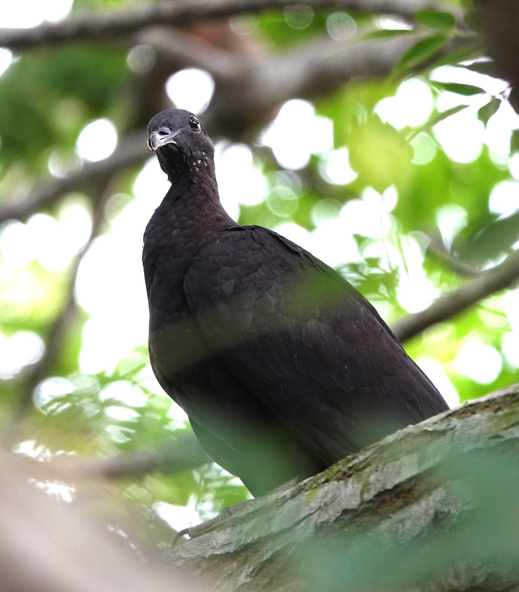 Black Wood-Pigeon - ML621195939