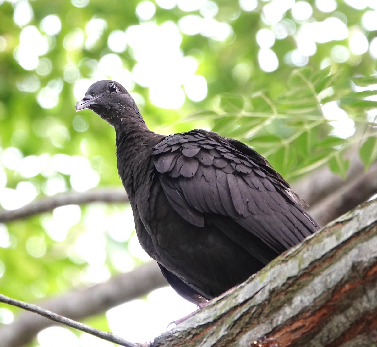 Black Wood-Pigeon - ML621195940