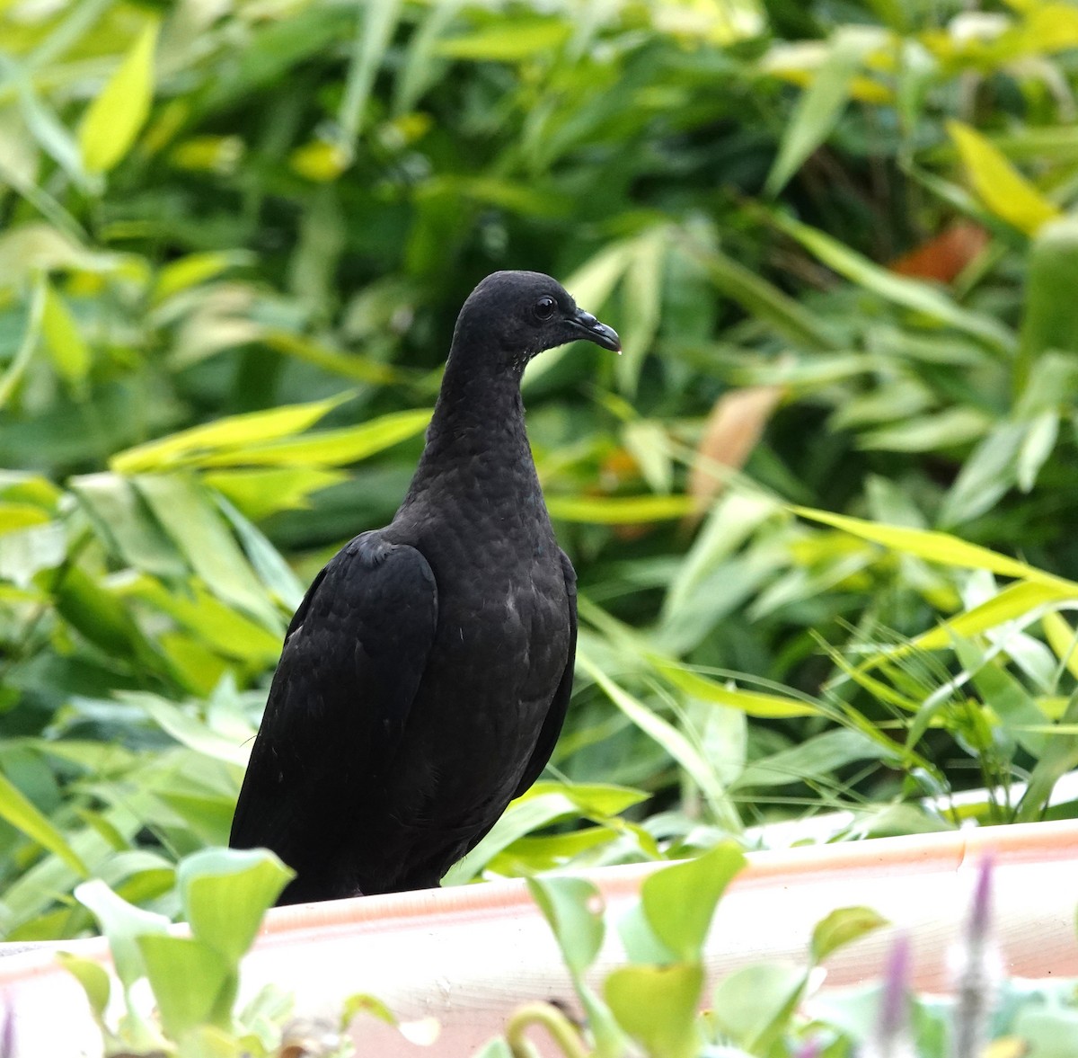 Black Wood-Pigeon - ML621195941