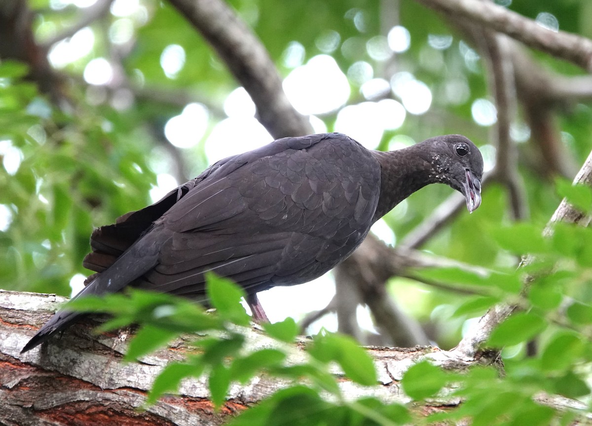 Black Wood-Pigeon - ML621195942