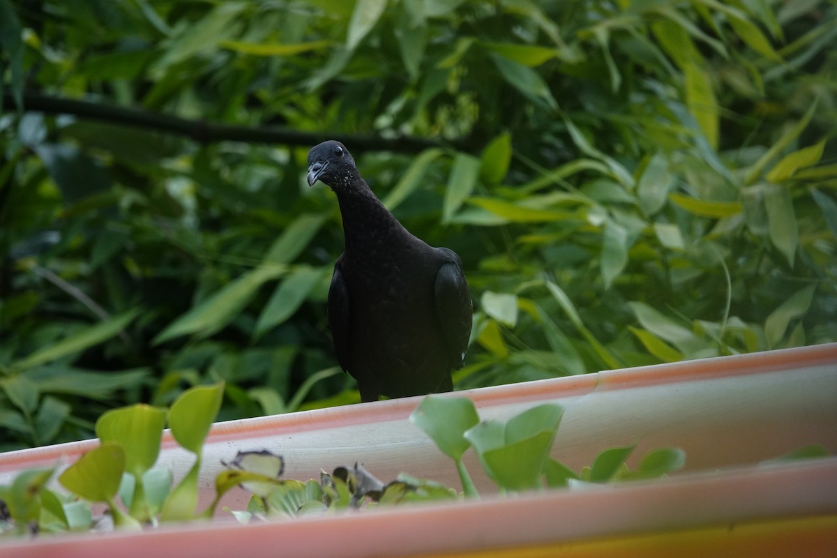 Black Wood-Pigeon - ML621195943