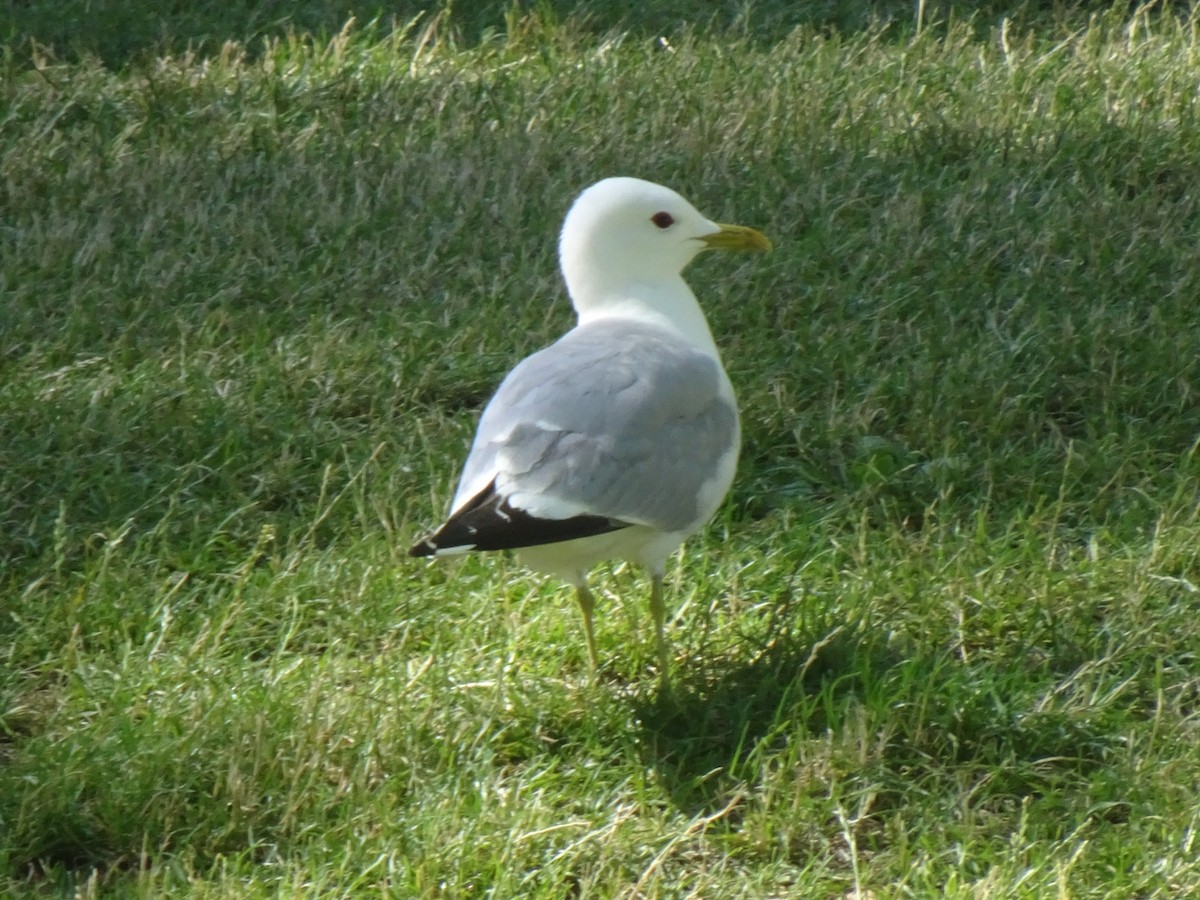 Common Gull - ML621195946