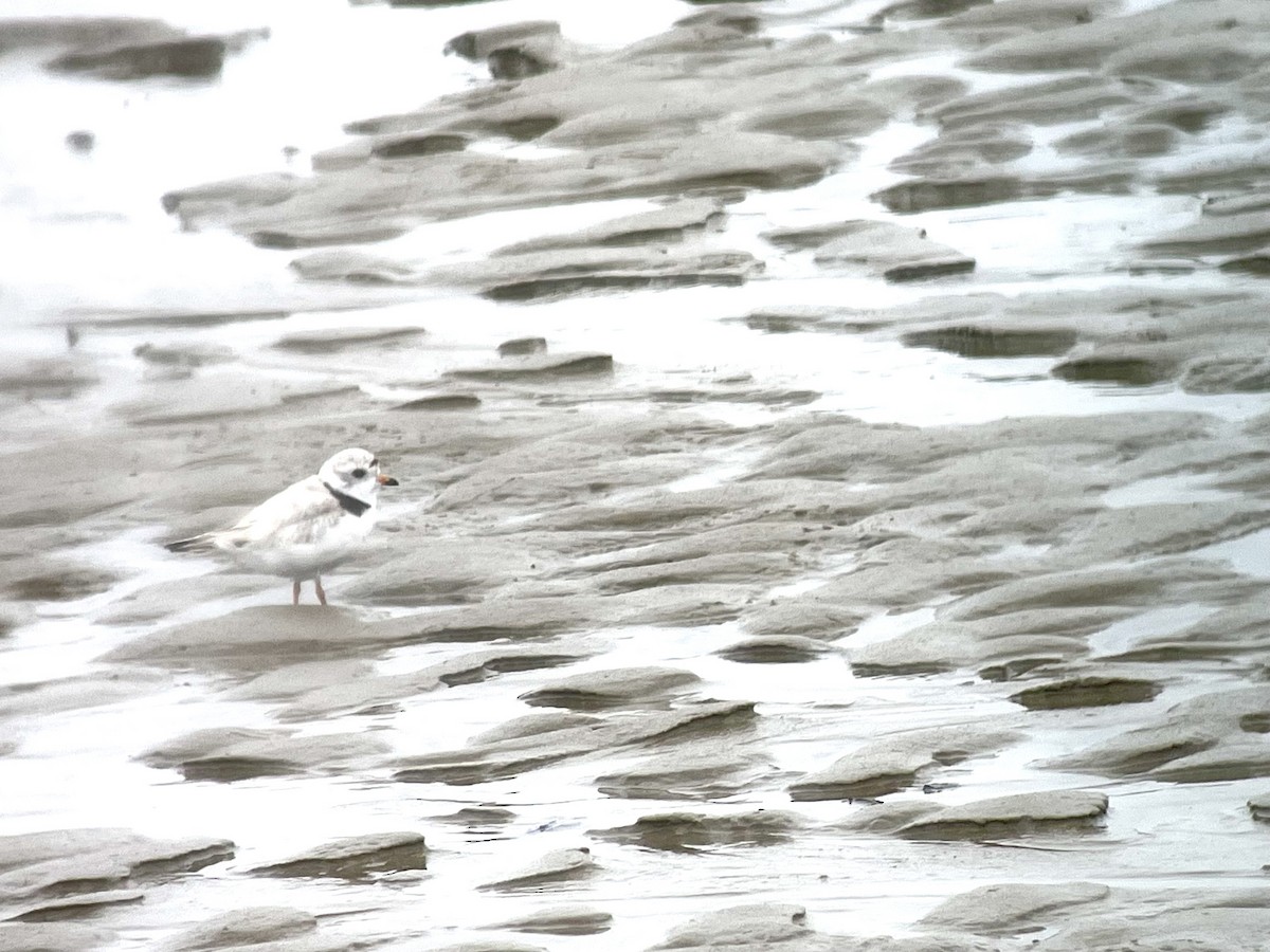 Piping Plover - ML621195952