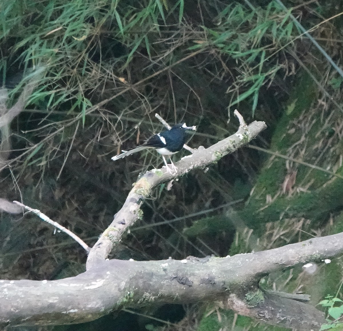 White-crowned Forktail - ML621195971