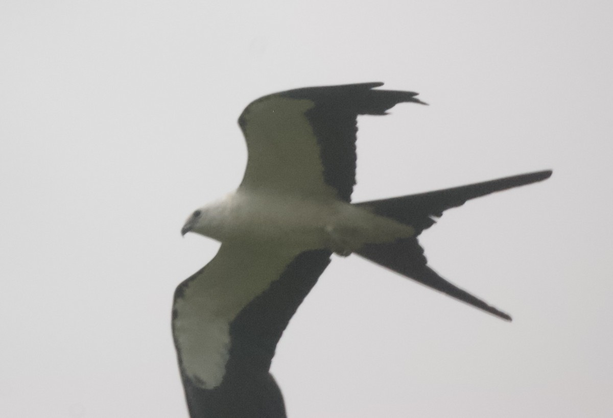 Swallow-tailed Kite - ML621195973