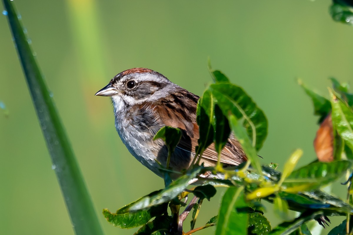Swamp Sparrow - ML621195975