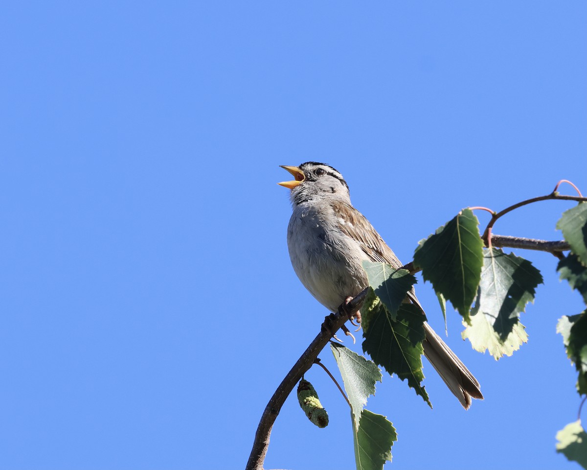 White-crowned Sparrow - ML621195976