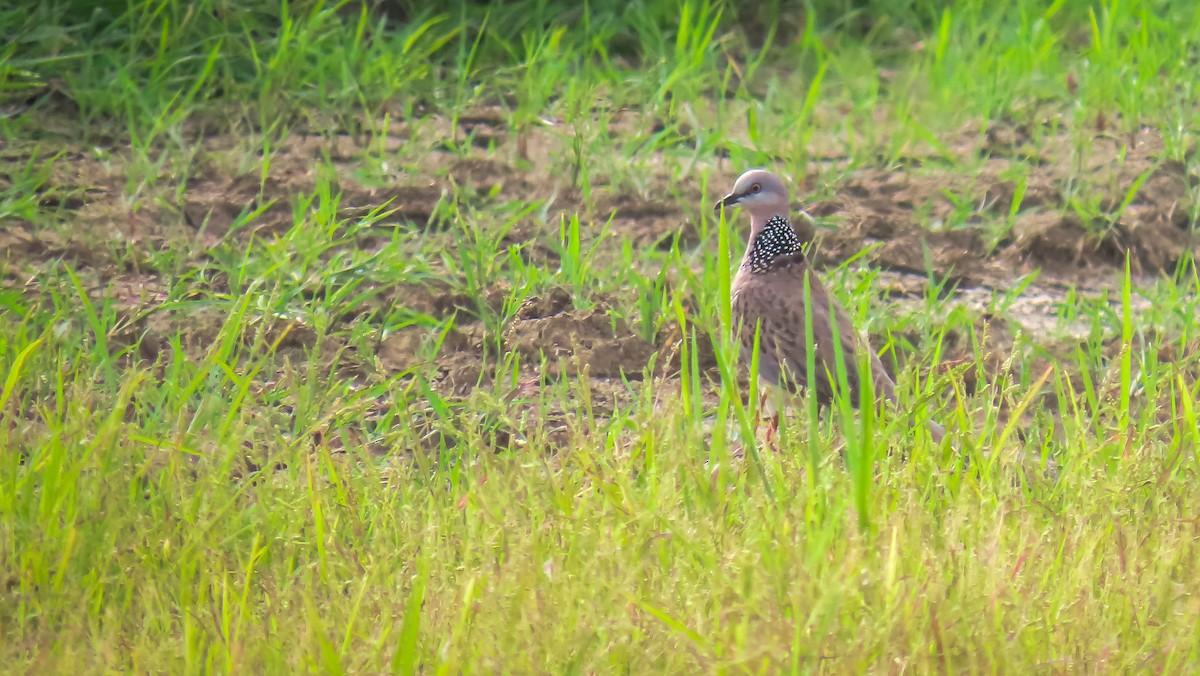 Spotted Dove - ML621195989