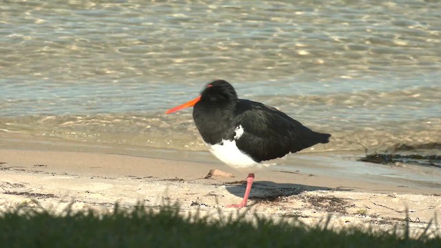 Pied Oystercatcher - ML621196020