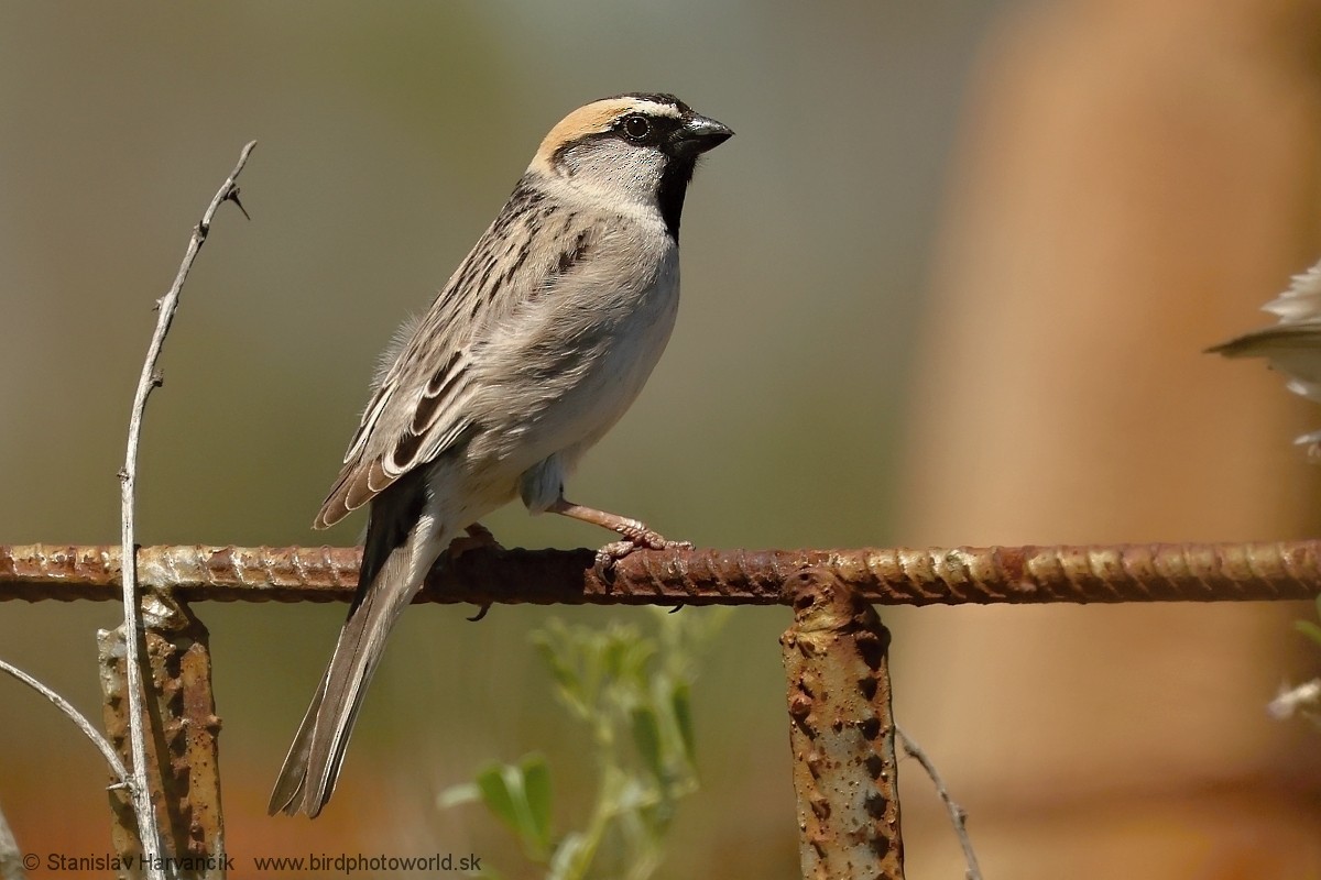 Saxaul Sparrow - ML621196024