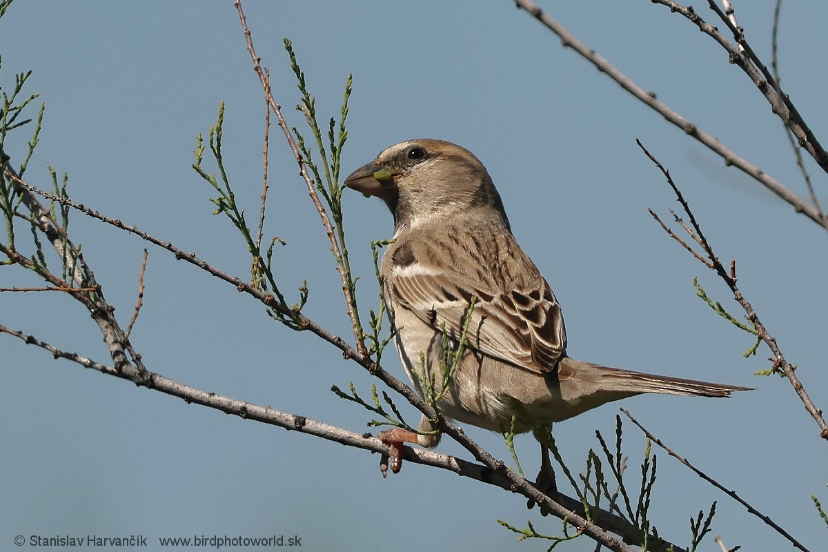 Saxaul Sparrow - ML621196031