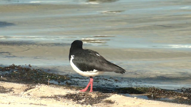 Pied Oystercatcher - ML621196032