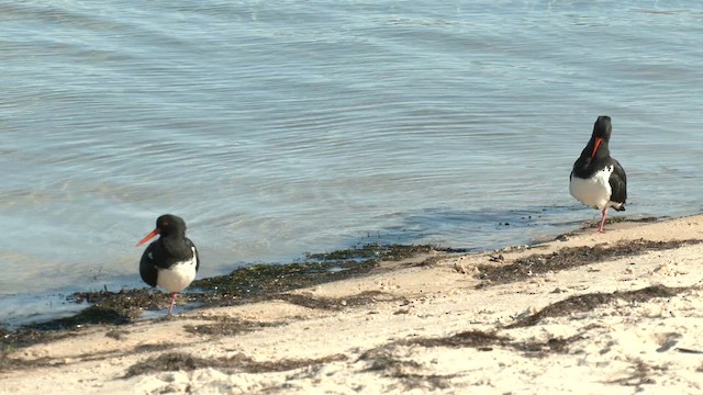 Pied Oystercatcher - ML621196033