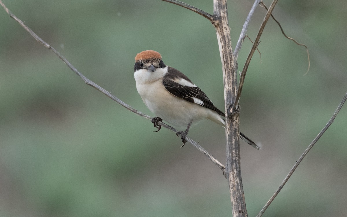 Woodchat Shrike - ML621196035