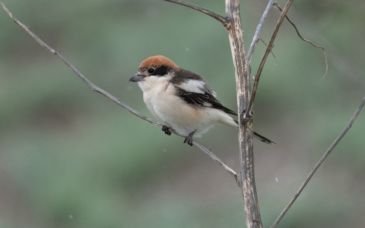 Woodchat Shrike - ML621196036