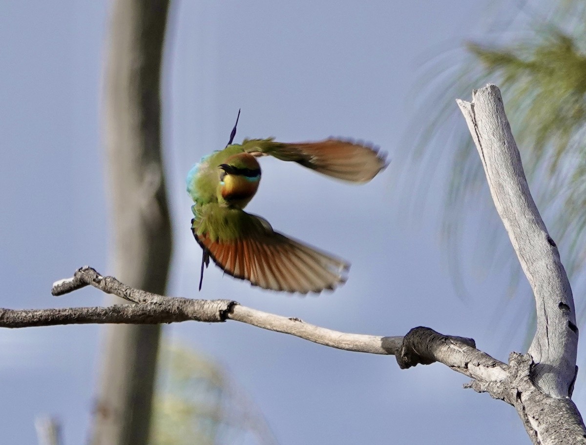 Rainbow Bee-eater - ML621196067