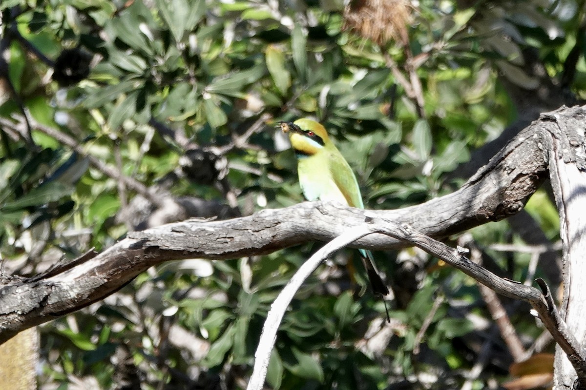 Rainbow Bee-eater - ML621196072