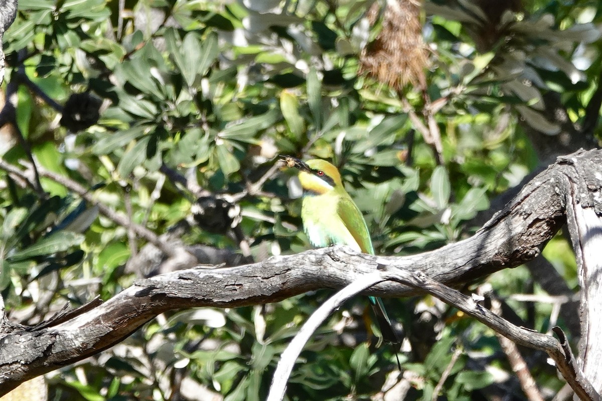 Rainbow Bee-eater - ML621196074