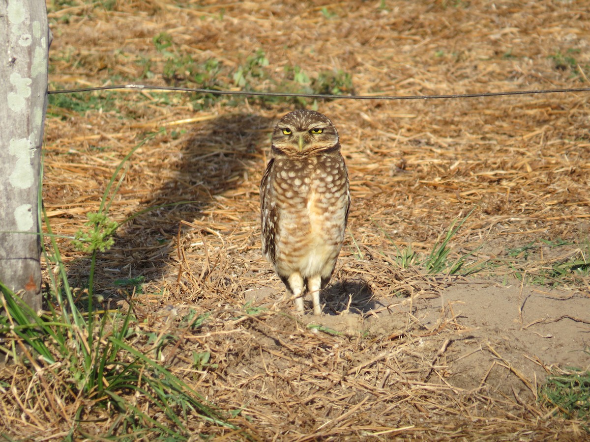 Burrowing Owl - ML621196076