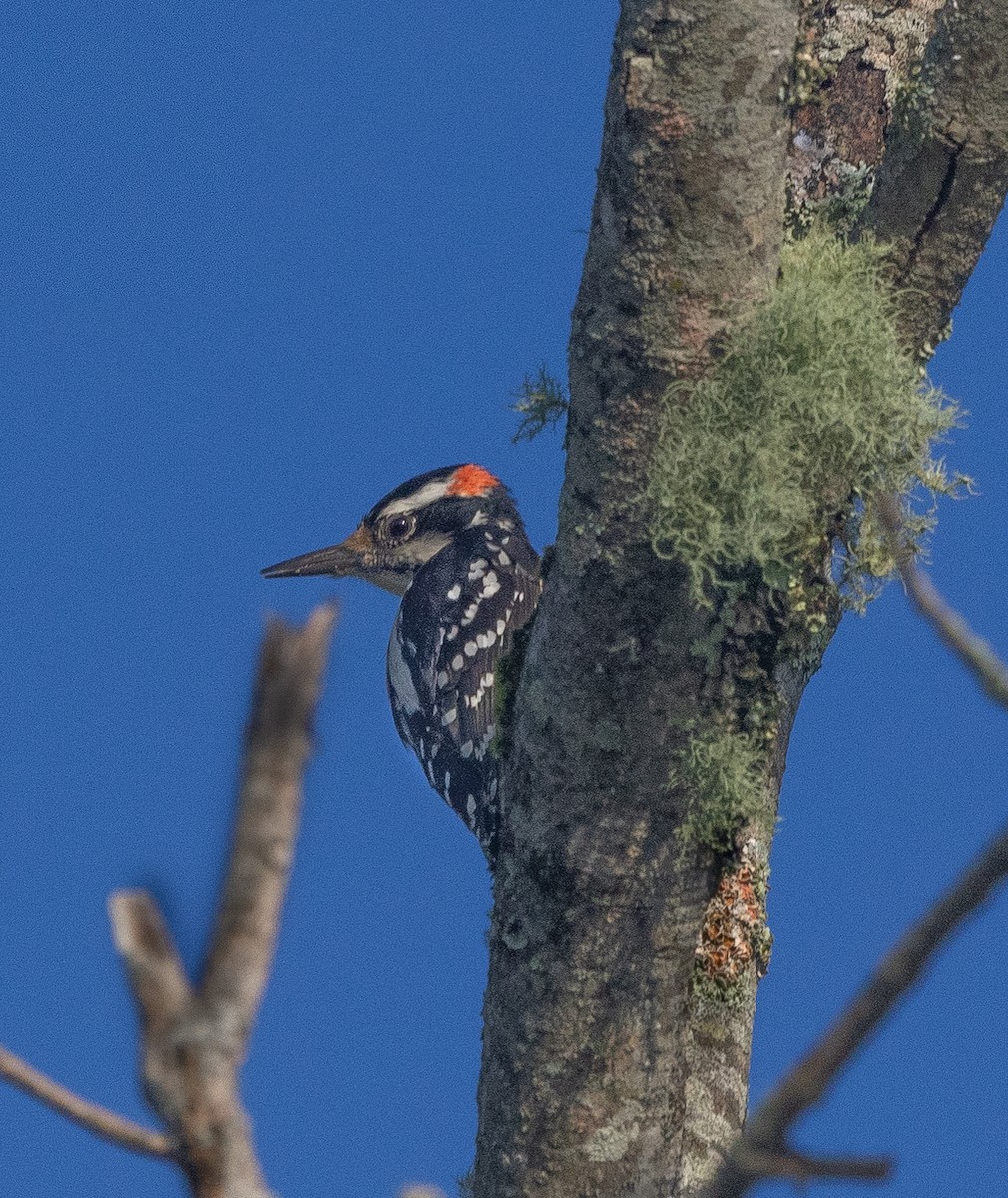 Hairy Woodpecker - ML621196088