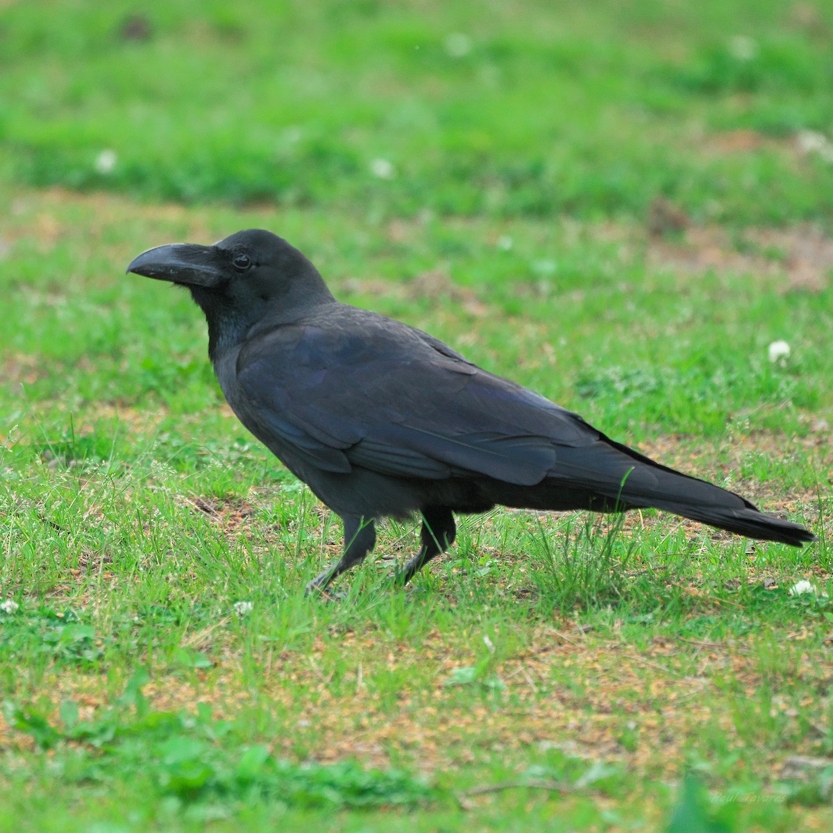 Large-billed Crow - ML621196091