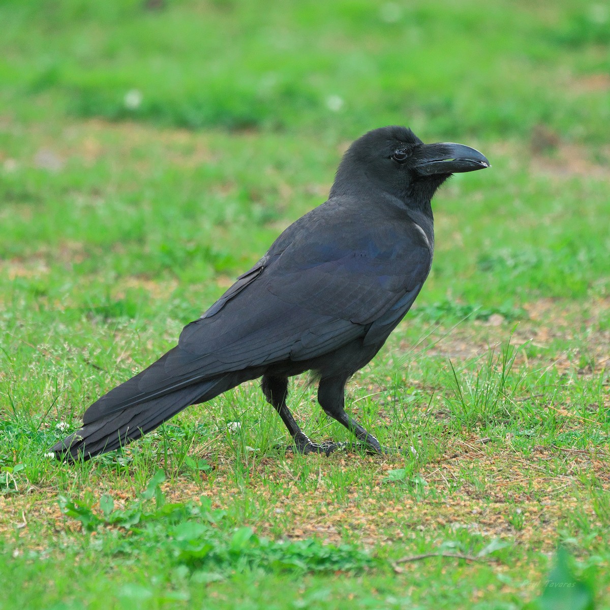 Large-billed Crow - ML621196092