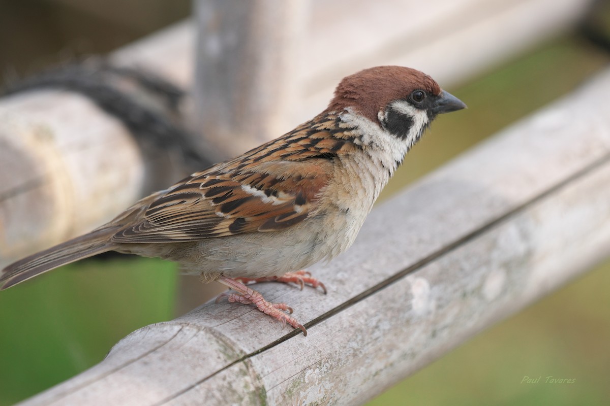 Eurasian Tree Sparrow - ML621196096