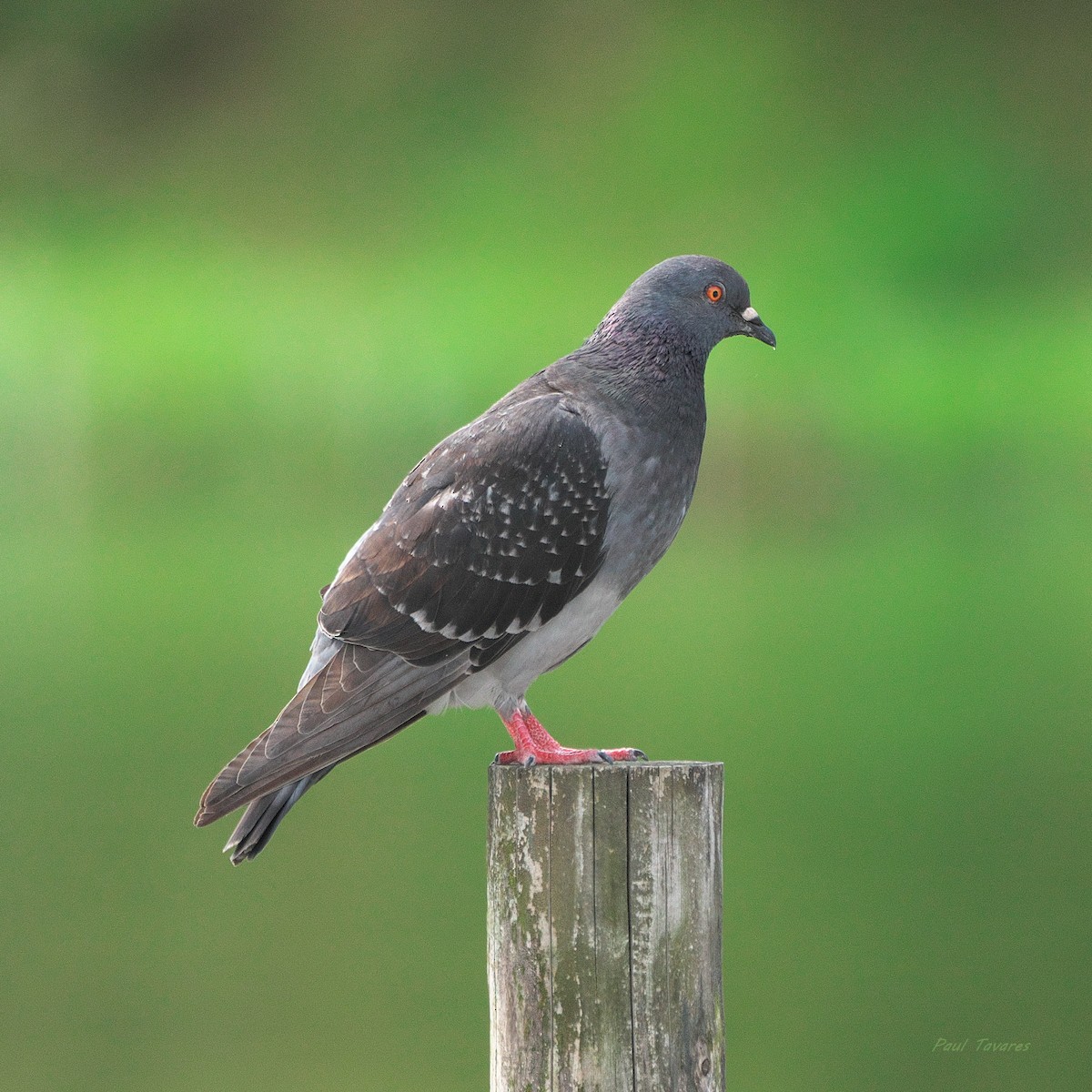 Rock Pigeon (Feral Pigeon) - ML621196109
