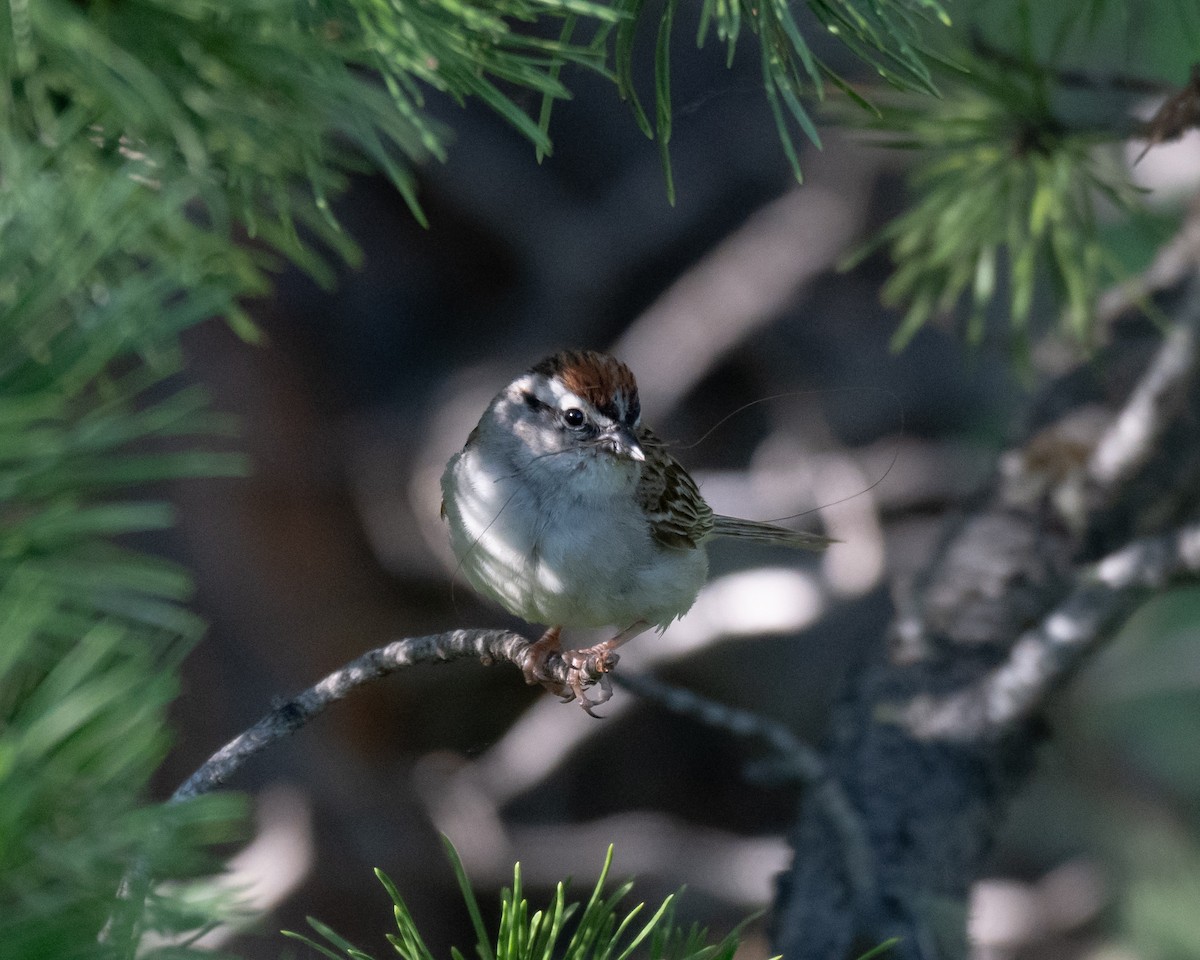 Chipping Sparrow - ML621196124