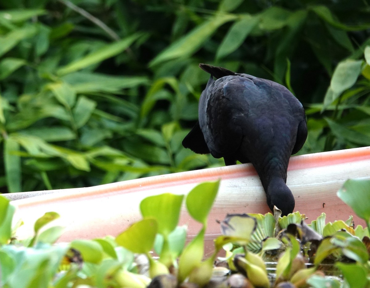 Black Wood-Pigeon - ML621196129