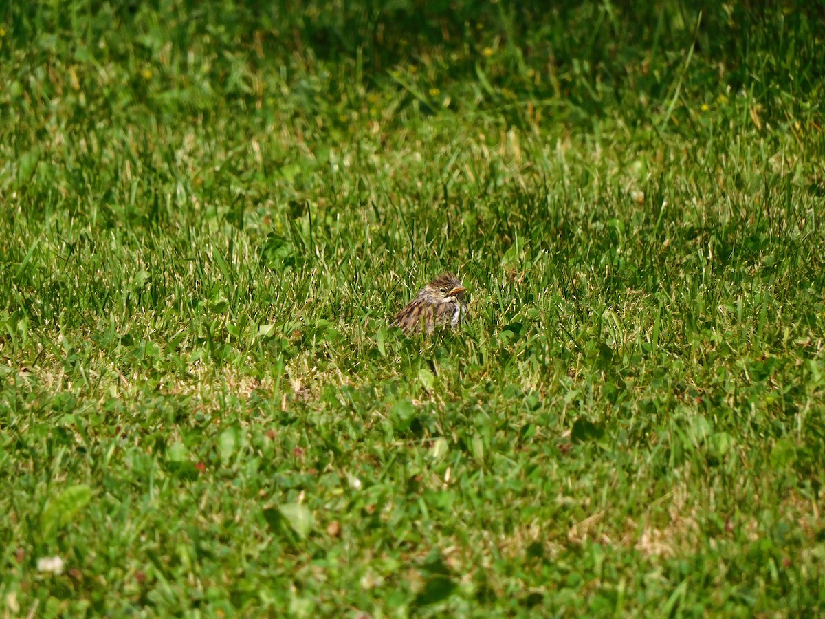 Chipping Sparrow - ML621196142