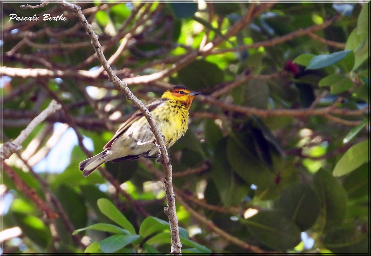 Cape May Warbler - ML621196143