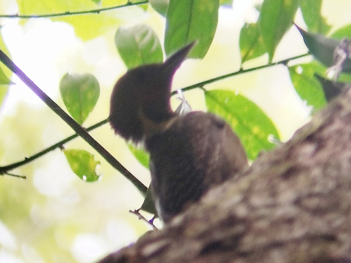 Buff-necked Woodpecker - ML621196144