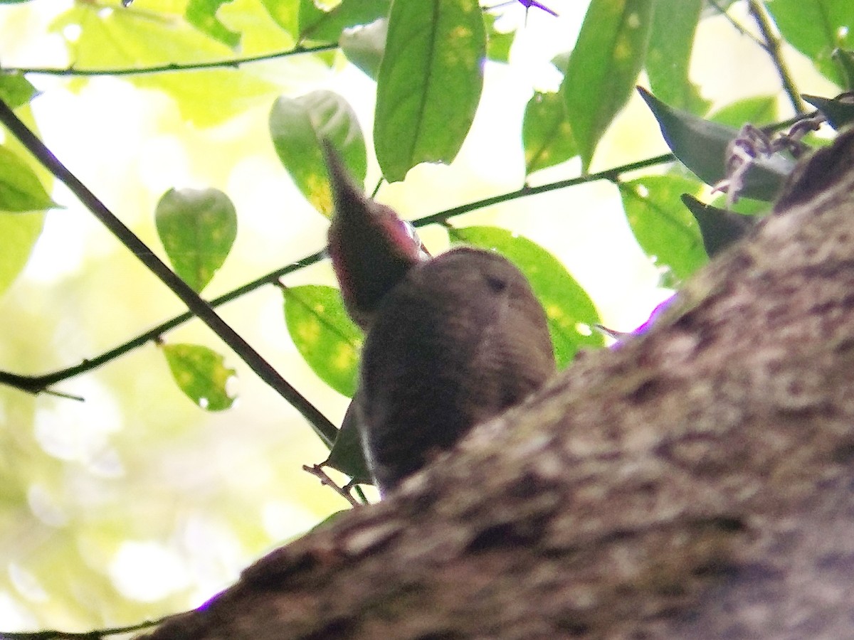 Buff-necked Woodpecker - ML621196145