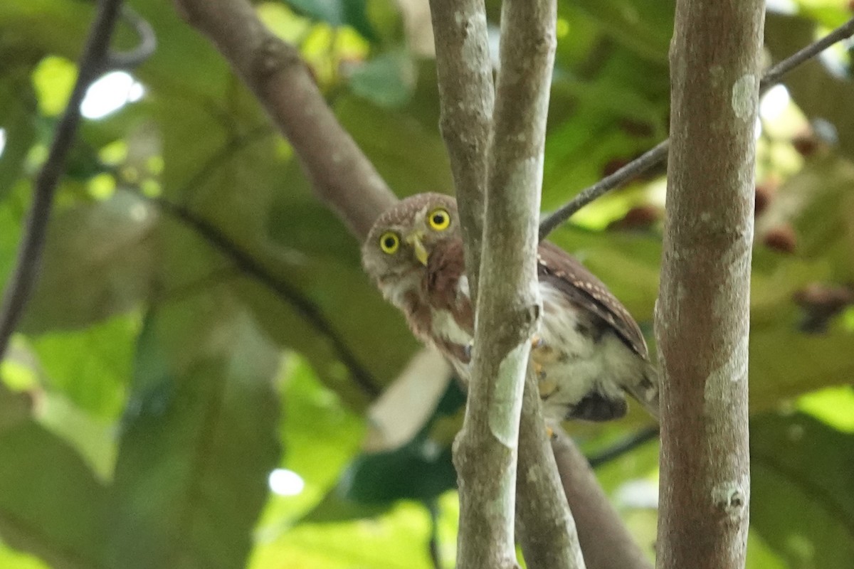 Central American Pygmy-Owl - ML621196151