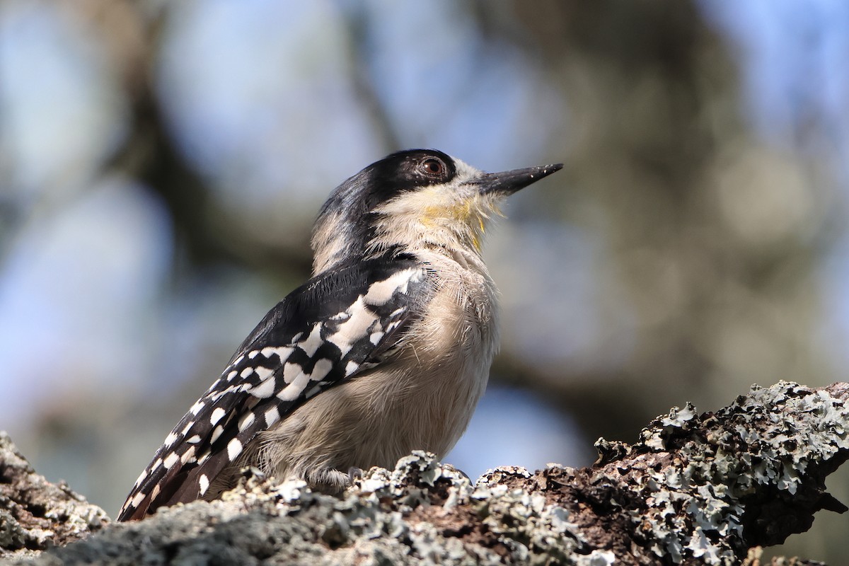 White-fronted Woodpecker - ML621196159