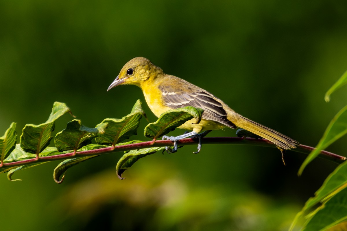 Orchard Oriole - ML621196170