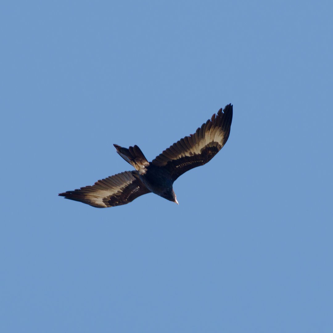 Wedge-tailed Eagle - ML621196171