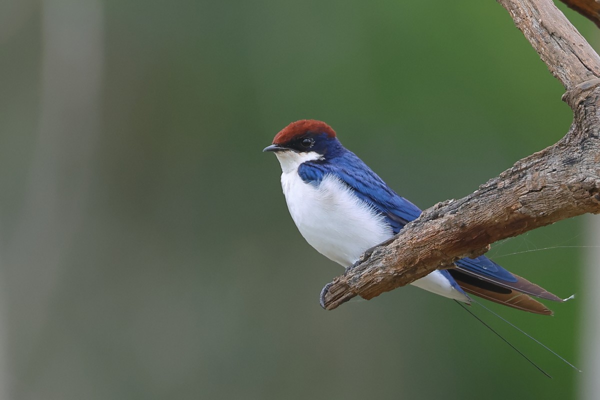 Wire-tailed Swallow - ML621196206