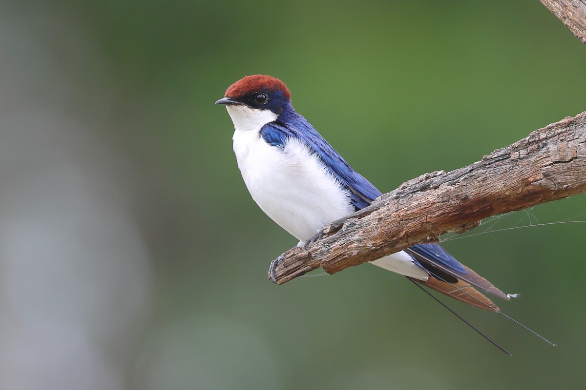 Wire-tailed Swallow - ML621196207